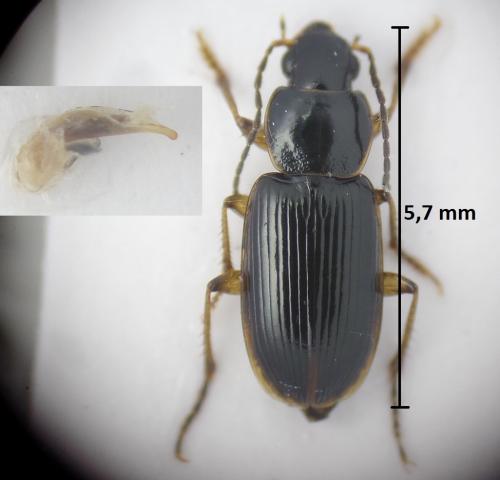 Stenolophus mixtus
